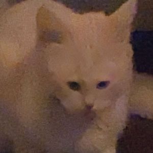 Meet your Posher, Ruby